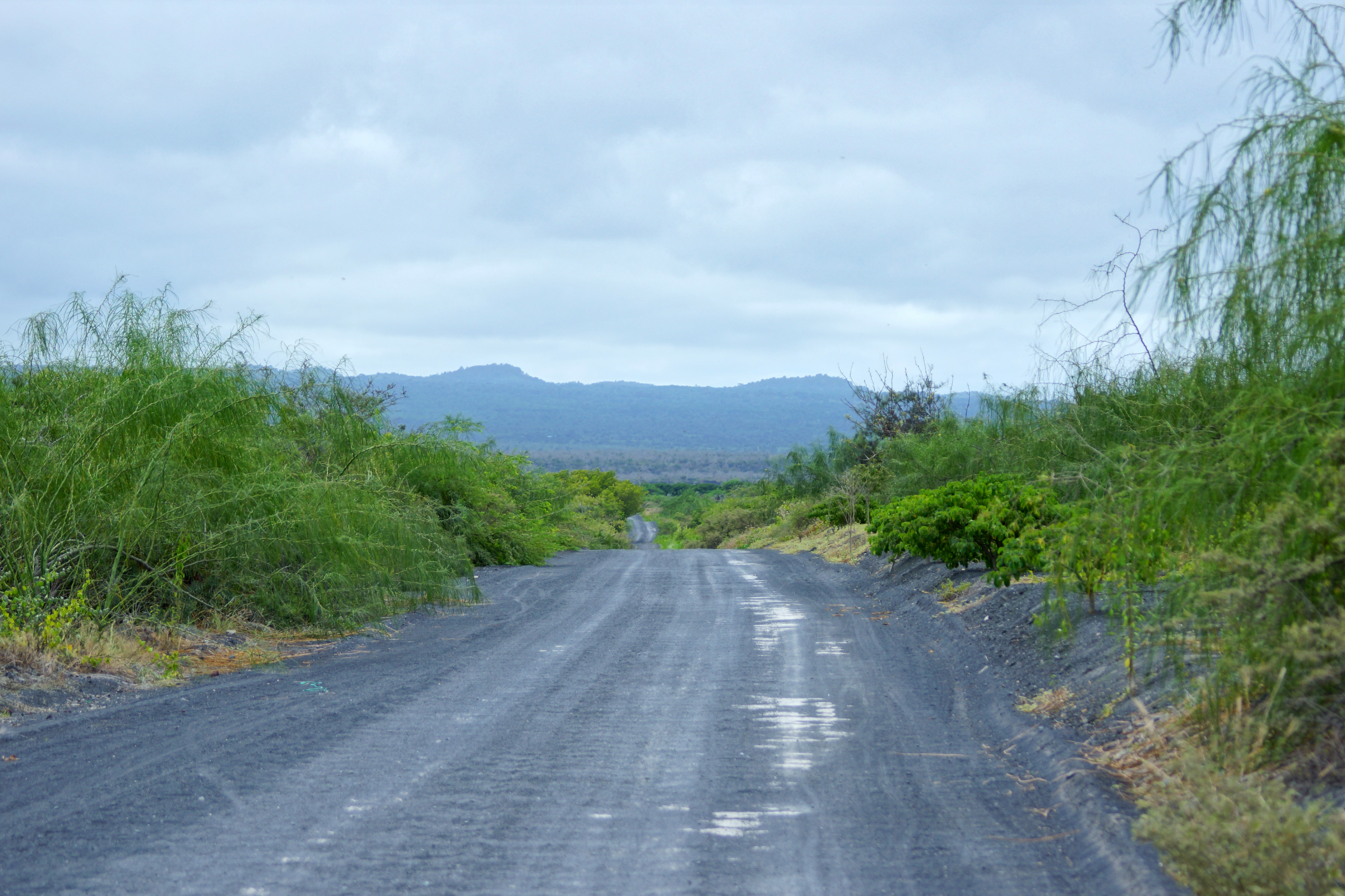 71 isabela island.webp